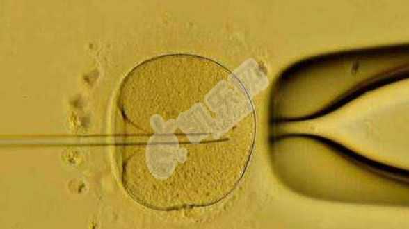 青岛代怀孕机构在哪里,福建省妇幼精子库精子做试管婴儿